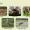 Five Endangered Species in India - Learn Here